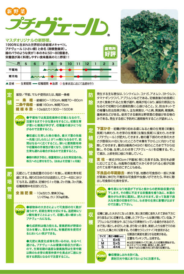 野菜の苗 26年8月下旬予約 プチヴェール 3...の詳細画像3