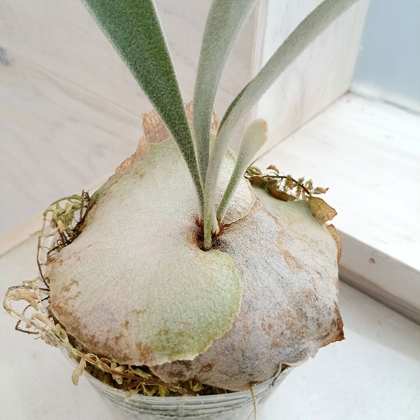 観葉植物 アーリーサマーセール ビカクシダ（コウモリラン） ベイチー