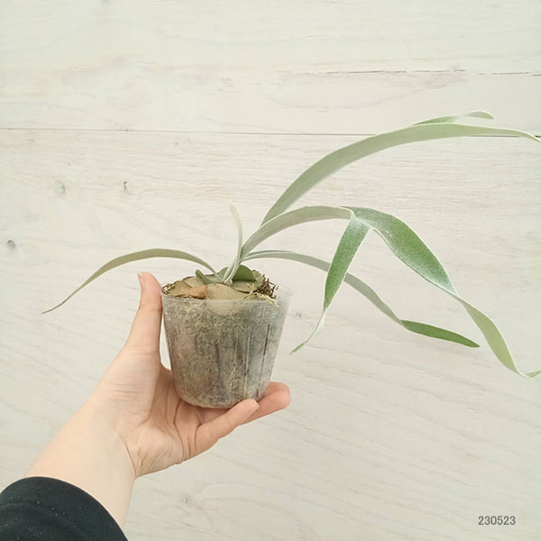 観葉植物 棚卸セール ビカクシダ（コウモリラン） ベイチー アーバン