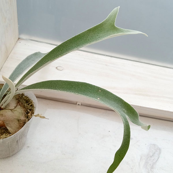 観葉植物 棚卸セール ビカクシダ（コウモリラン） ベイチー アーバン