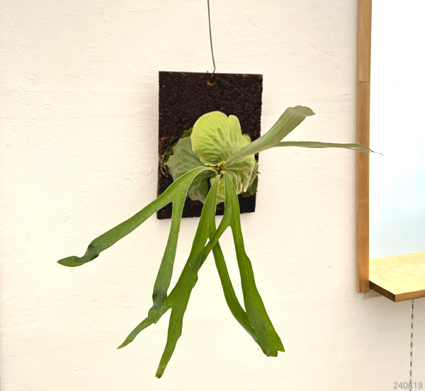観葉植物 ビカクシダ（コウモリラン） ダウボーイ 板付け23-02 : 園芸