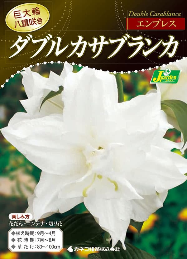 球根 26年10月中下旬予約 ユリ ダブルカサ...の詳細画像1