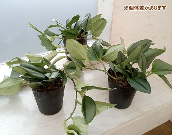 スキンダプサスの商品一覧 通販 - Yahoo!ショッピング