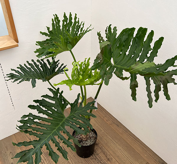 観葉植物/フィロデンドロン:セローム(幹上がり) 7号鉢植え 観葉植物/フィロデンドロン:セローム(幹上がり) 7号鉢植え