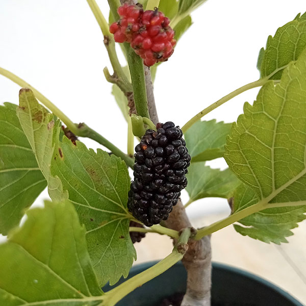 マルベリーのおすすめ人気商品一覧 通販 - Yahoo!ショッピング