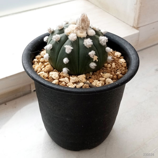 観葉植物 アストロフィツム オオイボルリカブト...の詳細画像1