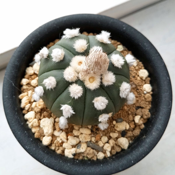観葉植物 アストロフィツム オオイボルリカブト...の詳細画像3