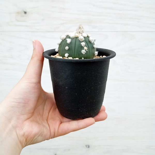 アストロフィツム（サボテン、多肉植物） | 花、ガーデニング の商品