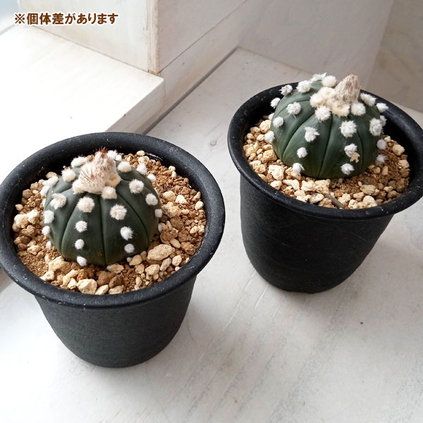観葉植物 アストロフィツム オオイボルリカブト...の詳細画像2