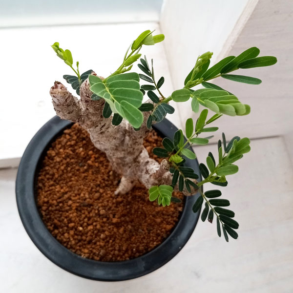 観葉植物 棚卸セール センナ メリディオナリス 3号23-05 : 園芸ネット