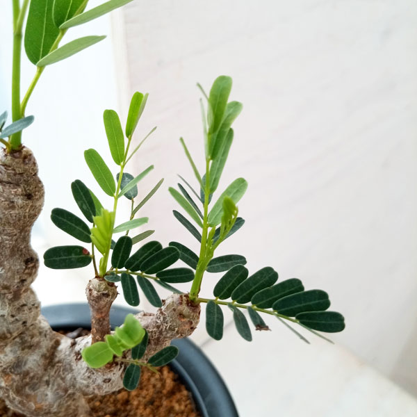 観葉植物 センナ メリディオナリス 3号23-05 : 園芸ネット - 通販