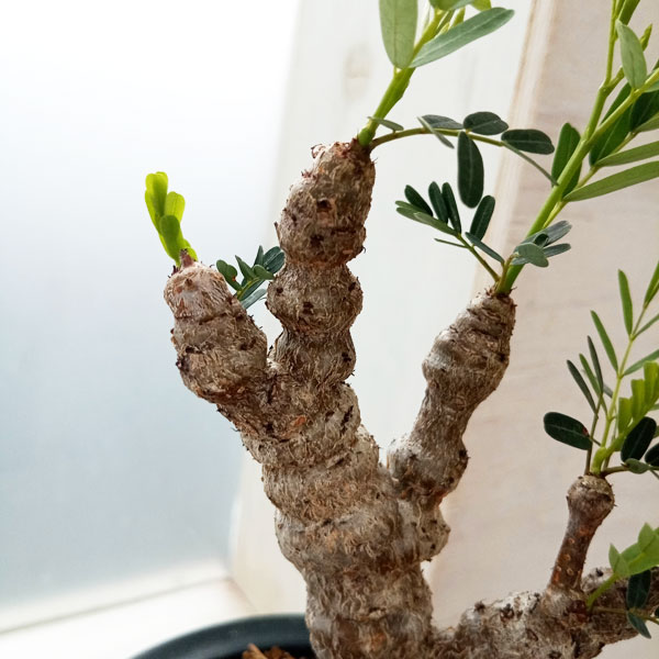 観葉植物 棚卸セール センナ メリディオナリス 3号23-05 : 園芸ネット