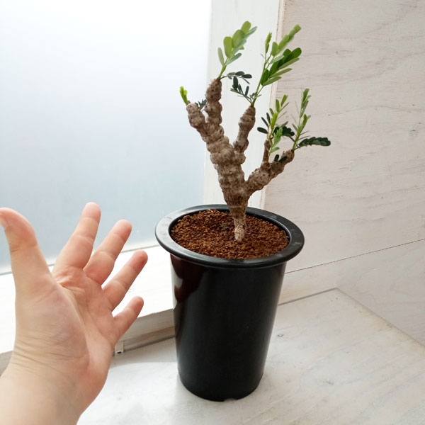 センナ メリディオナリス Tomo.51様2セット センナ・メリディオナリス 観葉植物/センナ：メリ