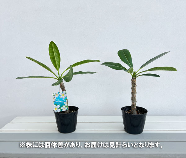 花木 庭木の苗 プルメリア シンガポールホワイ...の詳細画像2