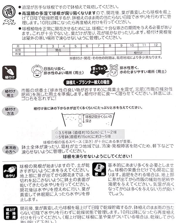 球根 26年9月中下旬予約 テコフィラエア シ...の詳細画像1