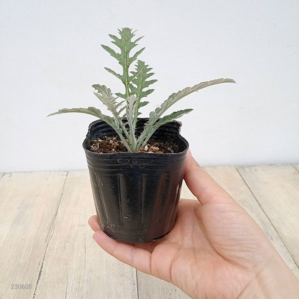 アザミ 苗（花の苗）｜苗 | 花、ガーデニング の商品一覧 通販 - Yahoo