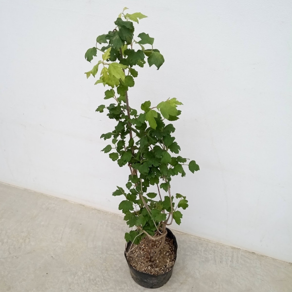 花木 庭木の苗 ビバーナム スノーボール7号ポット樹高1m : 園芸ネット