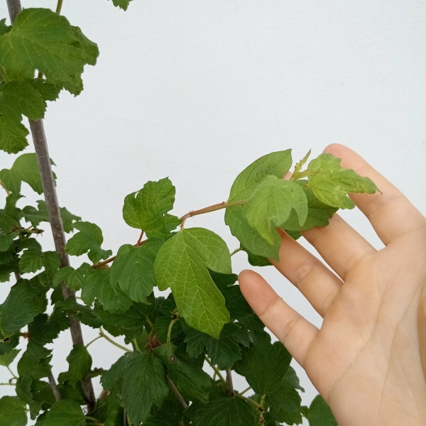 花木 庭木の苗 ビバーナム スノーボール7号ポット樹高1m : 園芸ネット