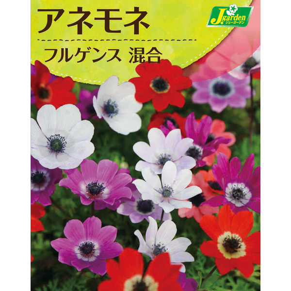 球根 26年9月中下旬予約 アネモネ フルゲン...の詳細画像1