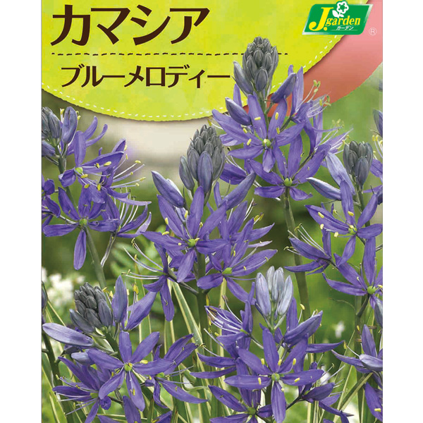 球根 26年9月中下旬予約 カマシア ブルーメ...の詳細画像1