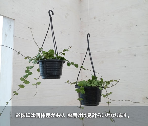 観葉植物/ホヤ：ヘンダウエンシス　4号吊り鉢｜engei｜05