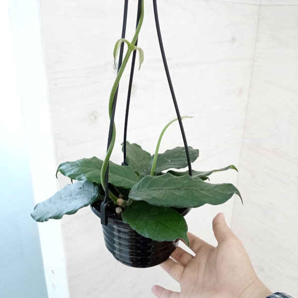 ホヤ(Hoya)植物のおすすめ商品一覧 - Yahoo!ショッピング