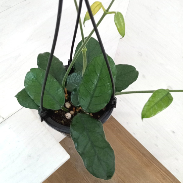 ホヤ(Hoya)植物のおすすめ商品一覧 - Yahoo!ショッピング