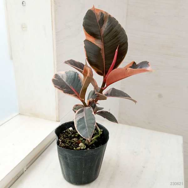 観葉植物 フィカス ルビー 3.5号の詳細画像1