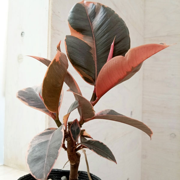 観葉植物 フィカス ルビー 3.5号の詳細画像2