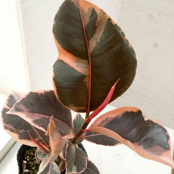 観葉植物 フィカス ルビー 3.5号の詳細画像3