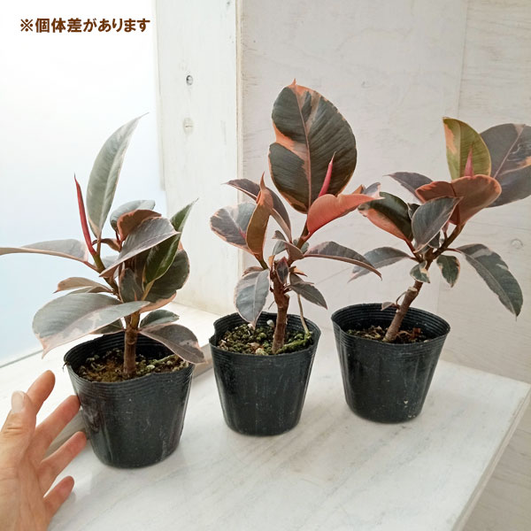 観葉植物 フィカス ルビー 3.5号の詳細画像4