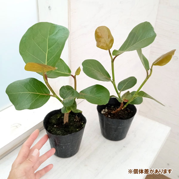 植物 シーグレープの商品一覧 通販 - Yahoo!ショッピング