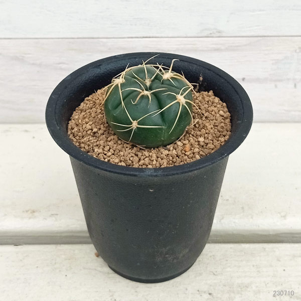 観葉植物/ギムノカリキウム：カイオウマル（海王丸）2.5号 : 園芸 