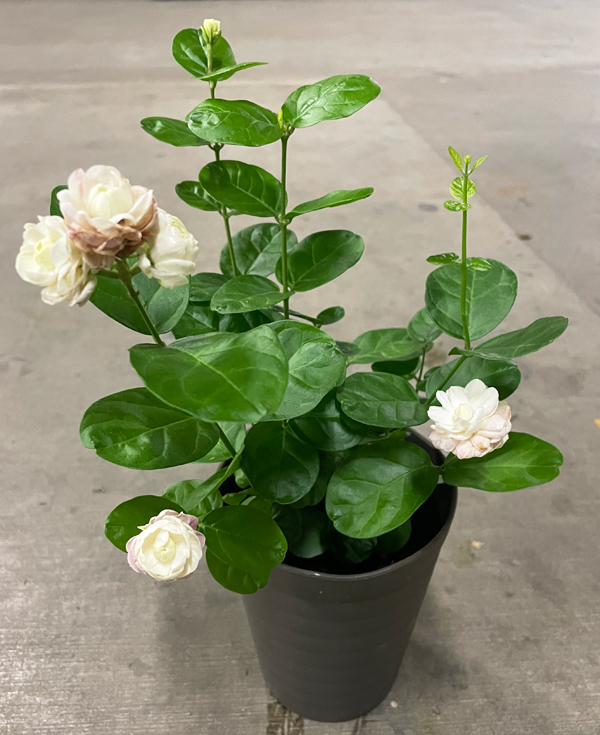 ピカケの花のおすすめ人気商品一覧 通販 - Yahoo!ショッピング