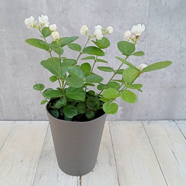 ピカケの花のおすすめ人気商品一覧 通販 - Yahoo!ショッピング