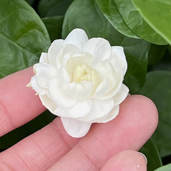 #529-1　新品　ブレス　10セット　ピカケ　フラ　ホワイト/イエロー ピカケの花のおすすめ人気商品一覧 通販 - Yahoo!ショッピング
