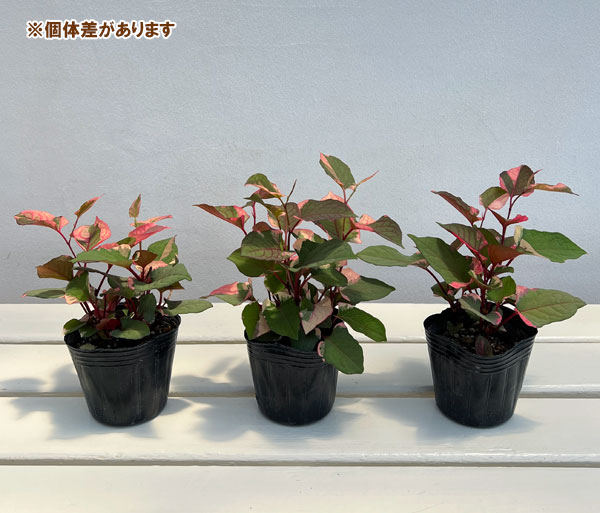 山野草の苗 イタドリ 五色斑2.5-3.5号ポットの詳細画像2