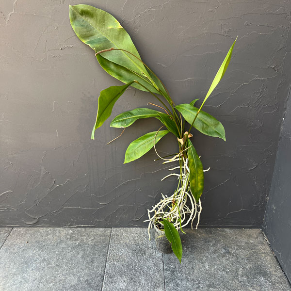 アンスリウム 原種のおすすめ人気商品一覧 通販 - Yahoo!ショッピング