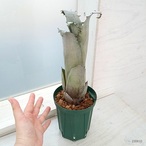 観葉植物/ホヘンベルギア：sp.357　4号23-01 ザ・ファームセレクト 胡蝶蘭専門店はなやか 胡蝶蘭 白大輪 3本立ち 24輪以上 RIZ1247758930(12126円)