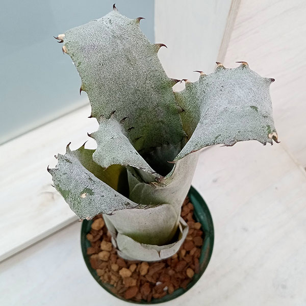 観葉植物/ホヘンベルギア:sp.357 4号23-01 ザ・ファームセレクト 観葉植物/ホヘンベルギア:sp.357 4号23-01 ザ・ファームセレクト