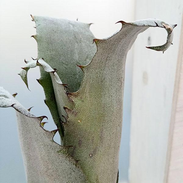 観葉植物/ホヘンベルギア:sp.357 4号23-01 ザ・ファームセレクト 観葉植物/ホヘンベルギア:sp.357 4号23-01 ザ・ファームセレクト