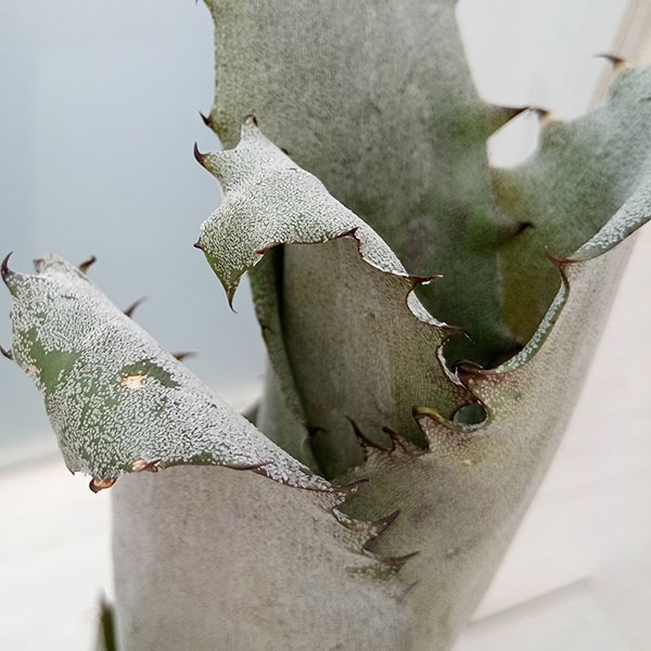 観葉植物/ホヘンベルギア：sp.357　4号23-01 ザ・ファームセレクト 胡蝶蘭専門店はなやか 胡蝶蘭 白大輪 3本立ち 24輪以上 RIZ1247758930(12126円)