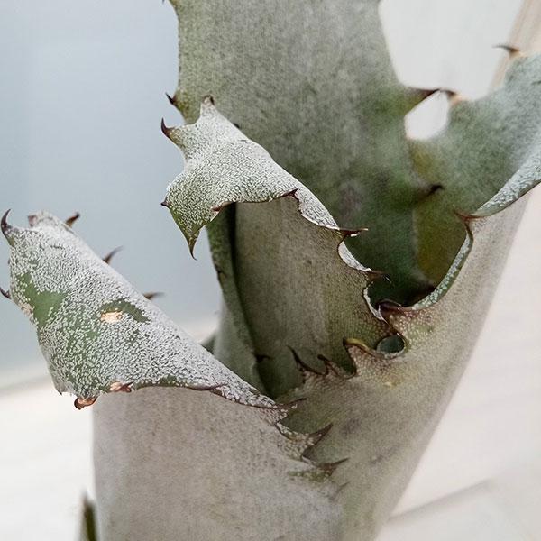 観葉植物/ホヘンベルギア:sp.357 4号23-01 ザ・ファームセレクト 観葉植物/ホヘンベルギア:sp.357 4号23-01 ザ・ファームセレクト