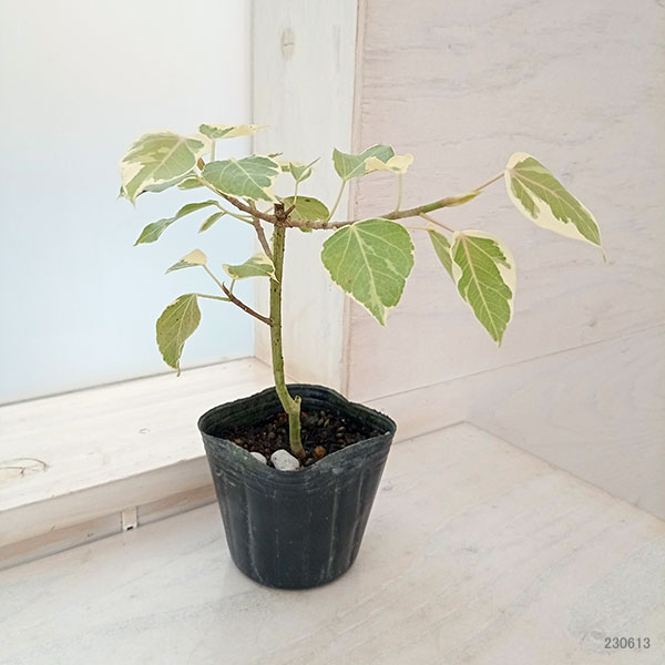 インドボダイジュ（観葉植物） | 花、ガーデニング の商品一覧 通販