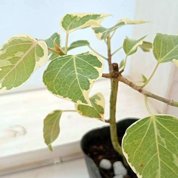 インドボダイジュ（観葉植物） | 花、ガーデニング の商品一覧 通販