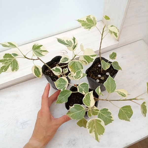インドボダイジュ（観葉植物） | 花、ガーデニング のおすすめ人気商品