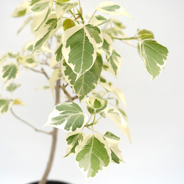 インドボダイジュ（観葉植物） | 花、ガーデニング のおすすめ人気商品