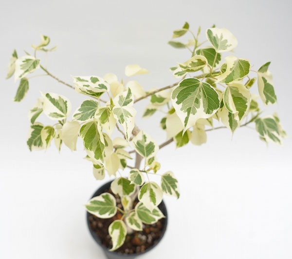 インドボダイジュ（観葉植物） | 花、ガーデニング の商品一覧 通販