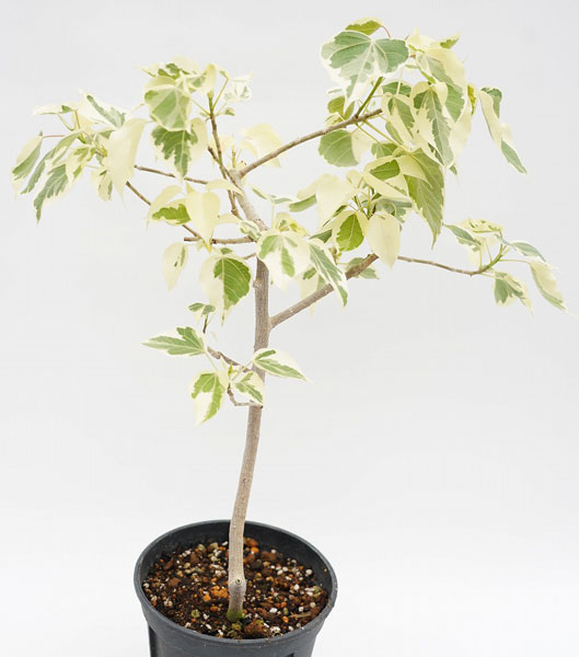 インドボダイジュ（観葉植物） | 花、ガーデニング のおすすめ人気商品