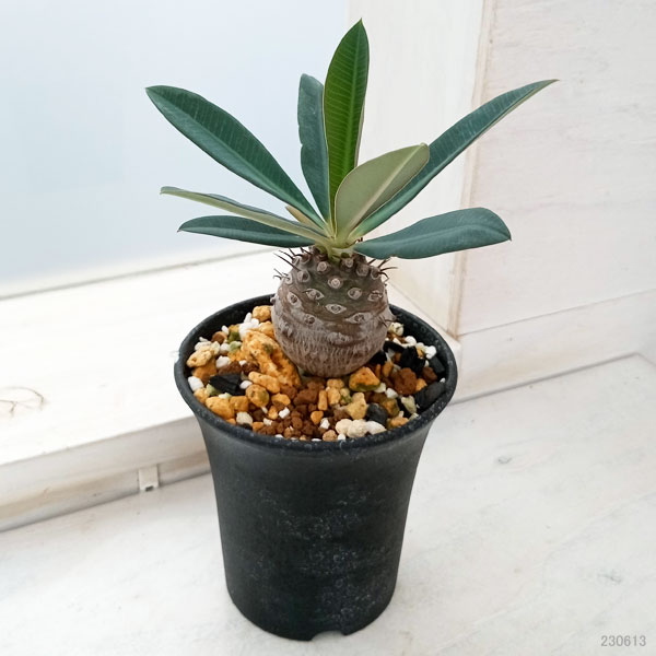 観葉植物 （わけあり特価）ユーフォルビア パキポディオイデス 3号23